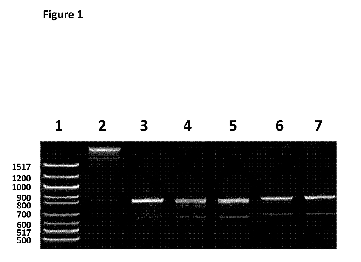 Sample preparation method