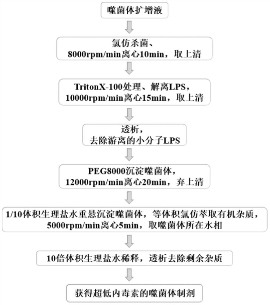 Method for removing endotoxin in phage preparation and application of method