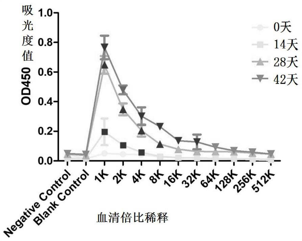 Pneumocystis carinii recombinant protein as well as preparation method and application thereof