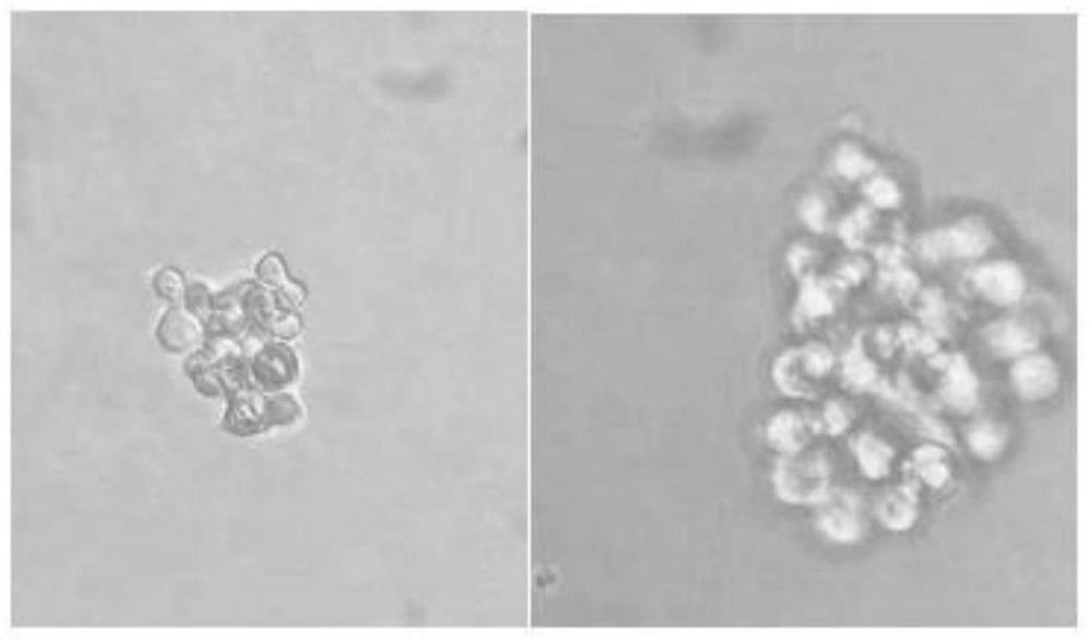 BHK21 suspension cell clone strain capable of enabling foot-and-mouth disease labeled virus to have strong growth adaptability and screening method of BHK21 suspension cell clone strain