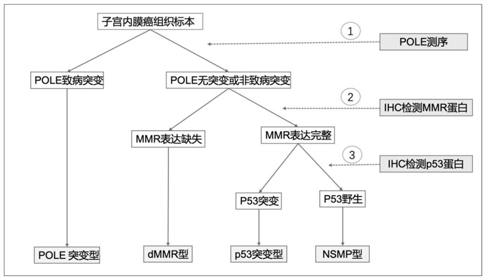 Application of B7H4 in preparation of endometrial cancer molecular typing reagent and system