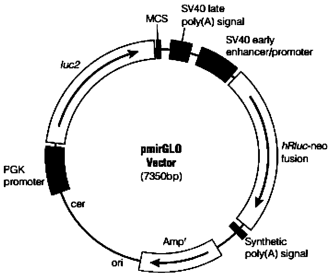 Application of miR-26a in regulating germ cell apoptosis