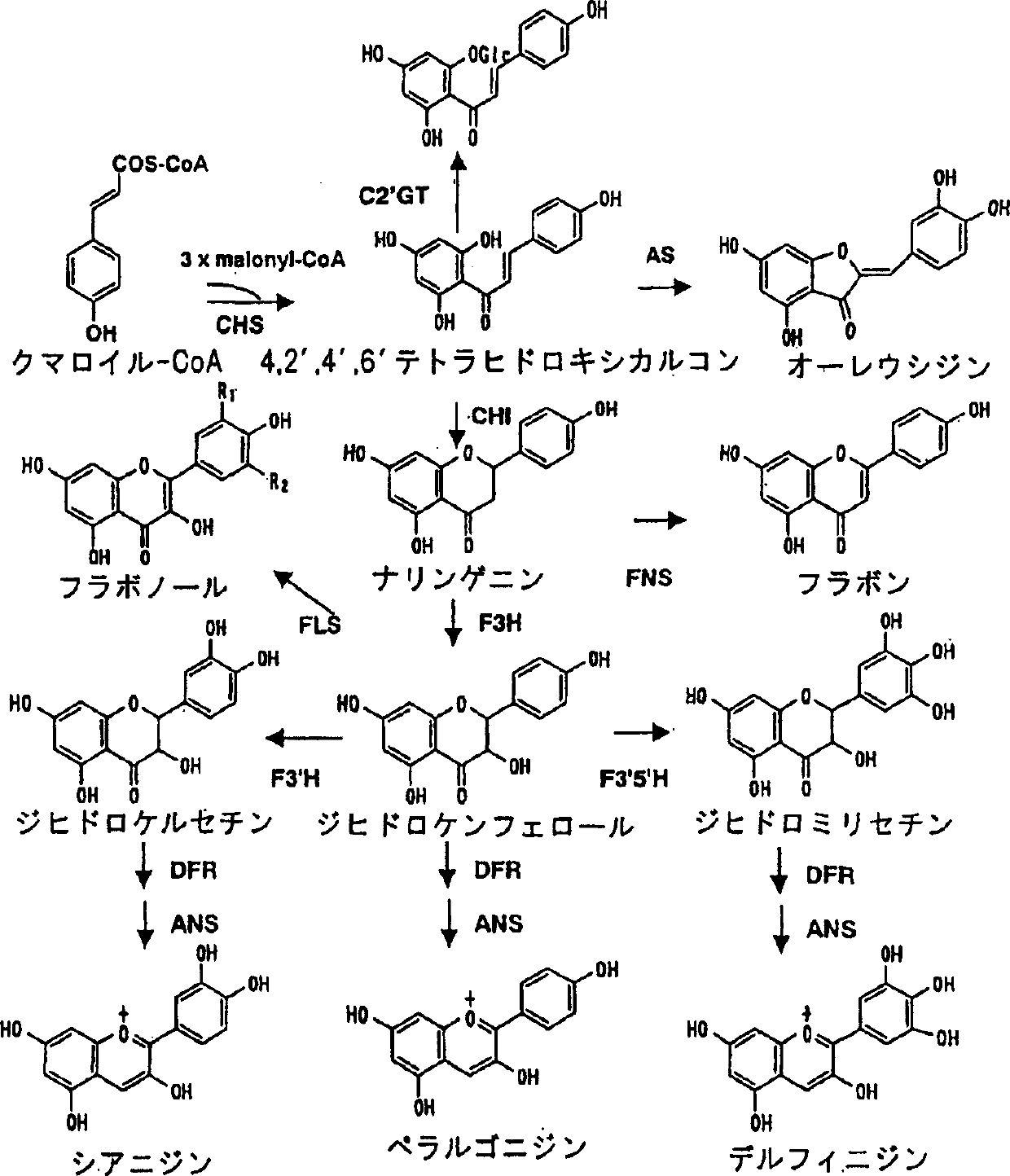 Process for producing rose with modified color