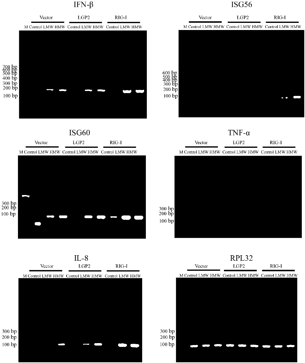 NF-kappa B dual-luciferase reporter cell capable of stably expressing pig-origin RIG-I receptor genes and construction method thereof