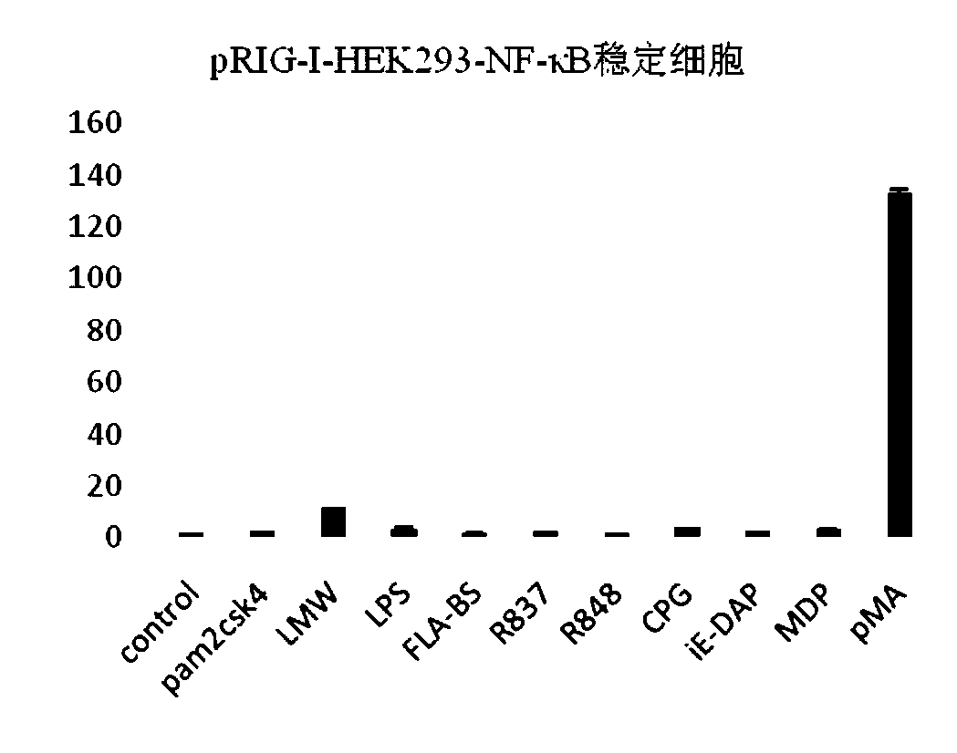 NF-kappa B dual-luciferase reporter cell capable of stably expressing pig-origin RIG-I receptor genes and construction method thereof