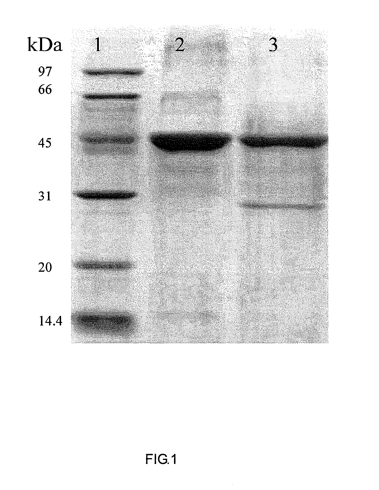 Cloning and expression of a novel phytase