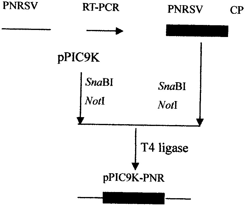 Expression process of coat protein gene of prunus necrotic ring spot virus (PNRSV), antiserum and kit