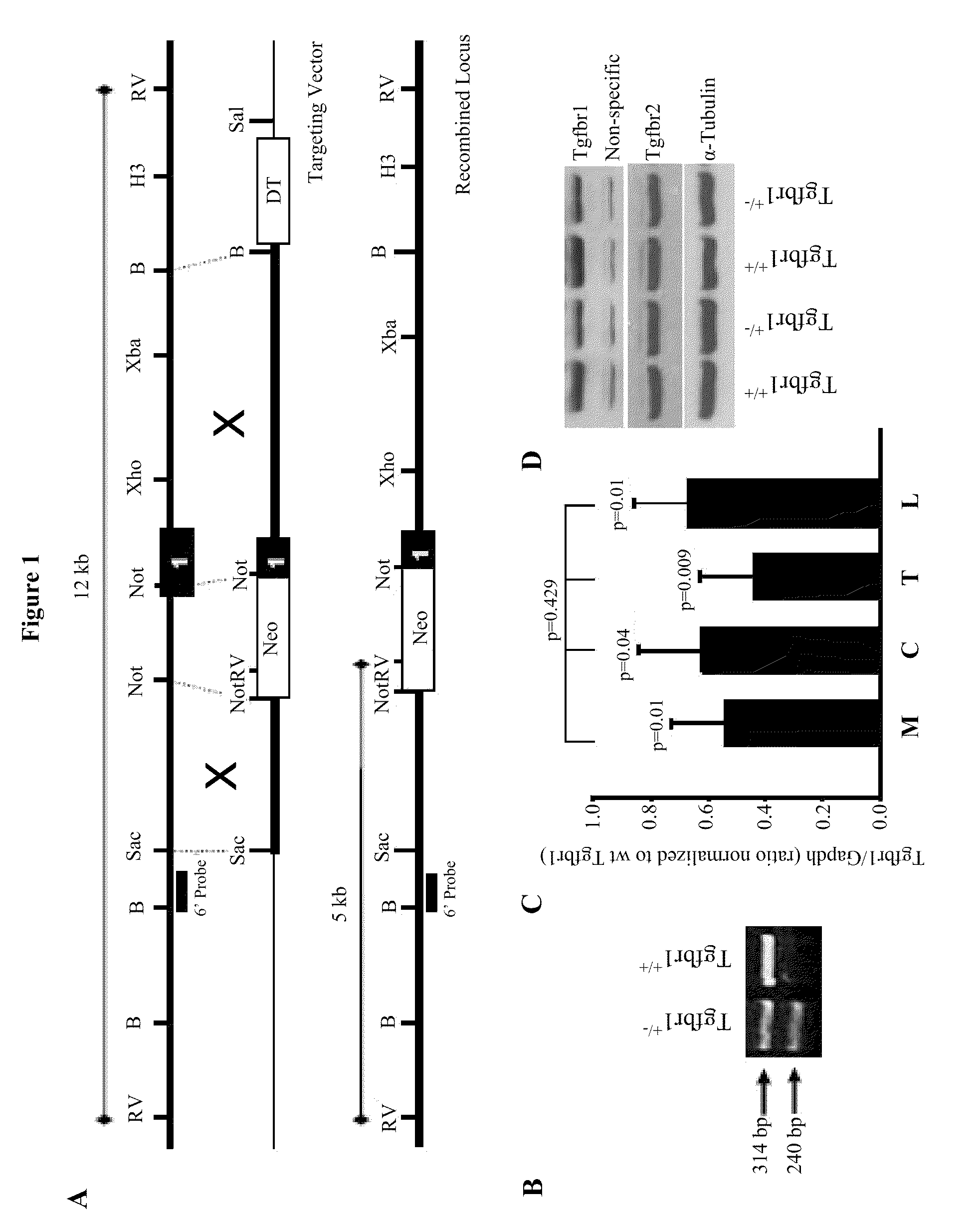 Tgfbr1 HAPLOINSUFFICIENCY MODIFIES RISK FOR CANCER