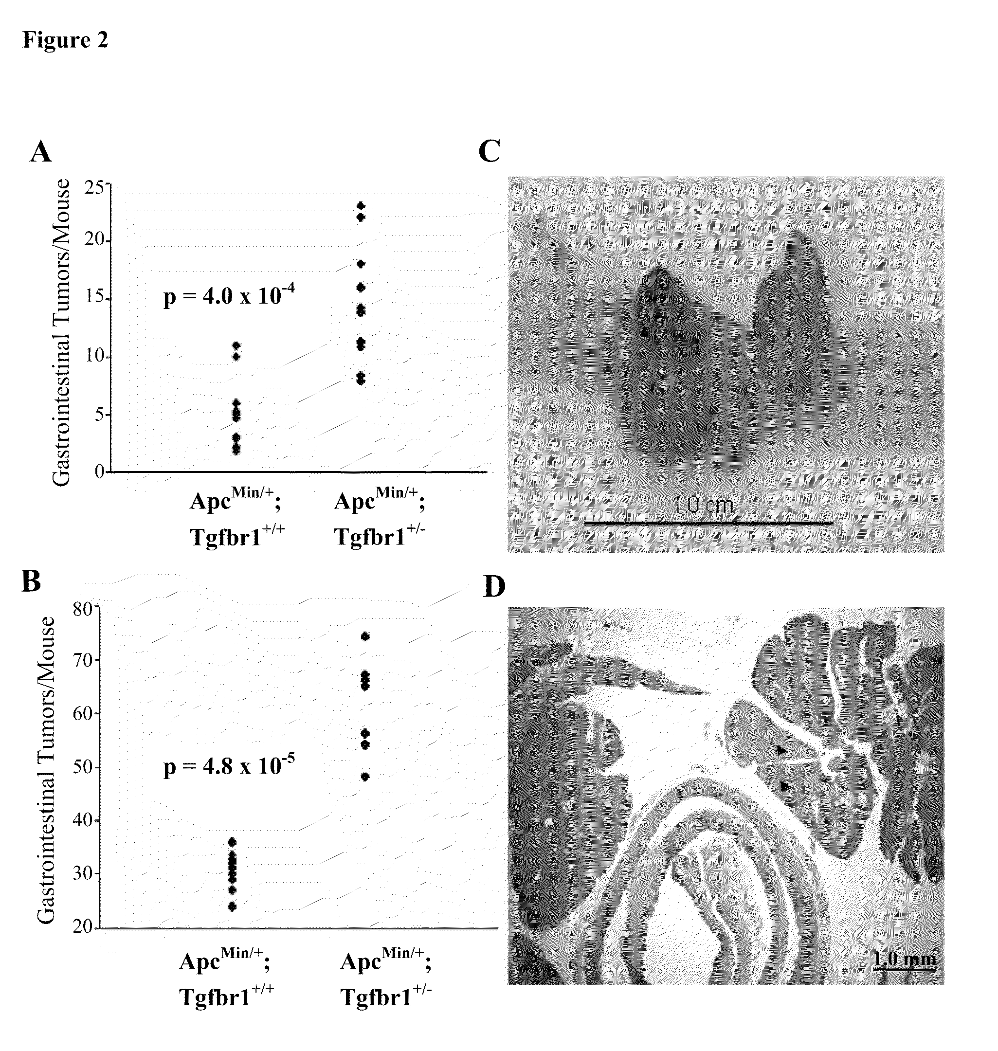 Tgfbr1 HAPLOINSUFFICIENCY MODIFIES RISK FOR CANCER