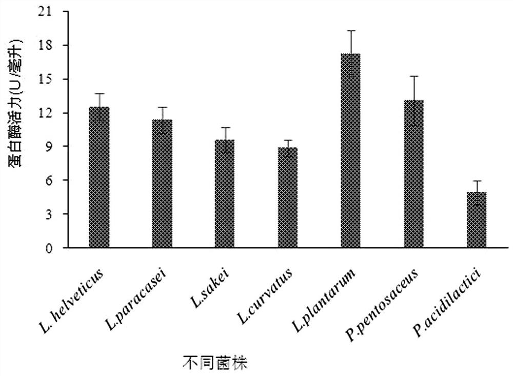 A fermentation method for improving calcium conversion rate and antioxidant performance in sheep bone powder enzymatic hydrolyzate