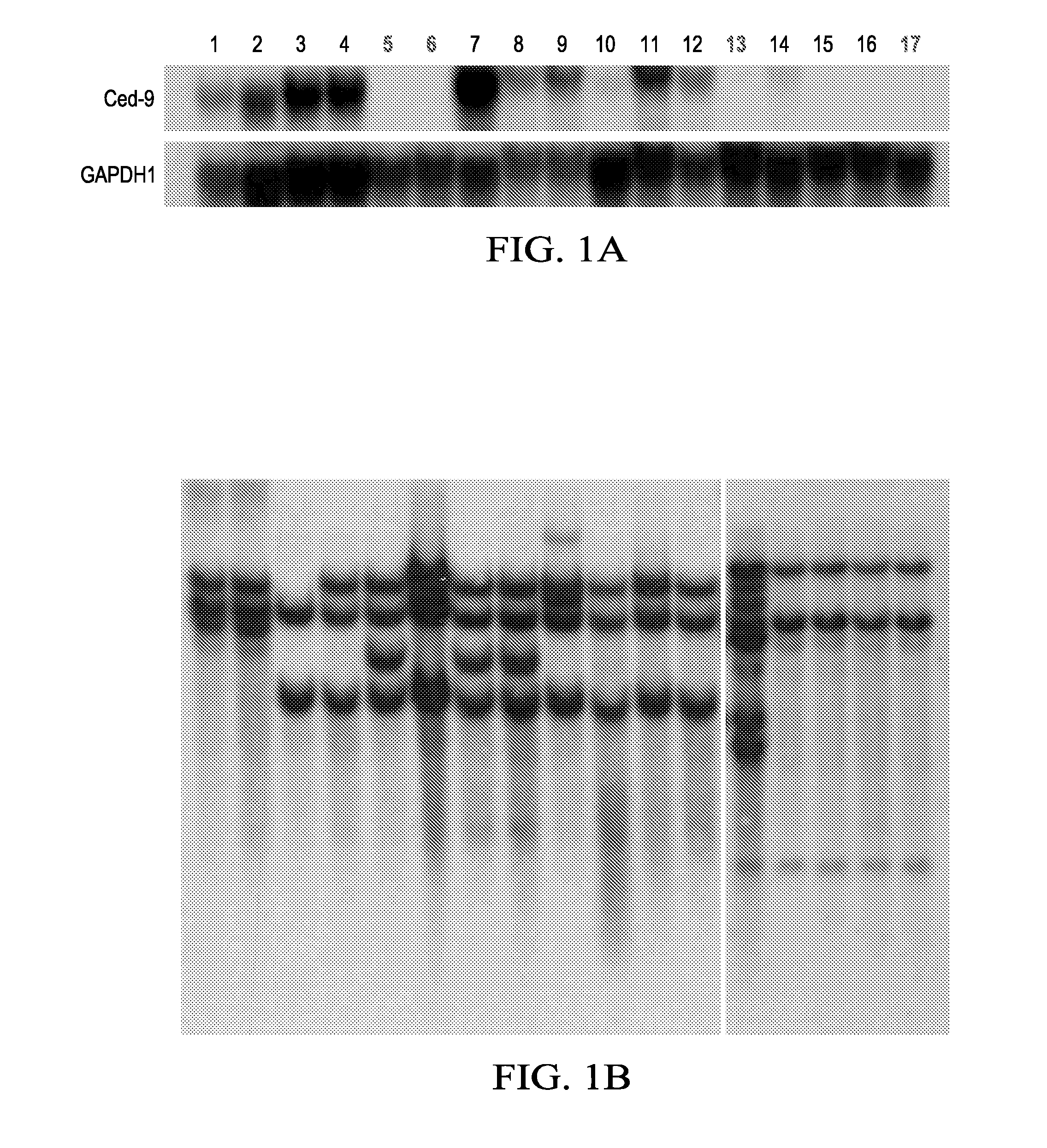 Compositions, organisms, systems, and methods for altering cold, drought, and salt tolerance in plants