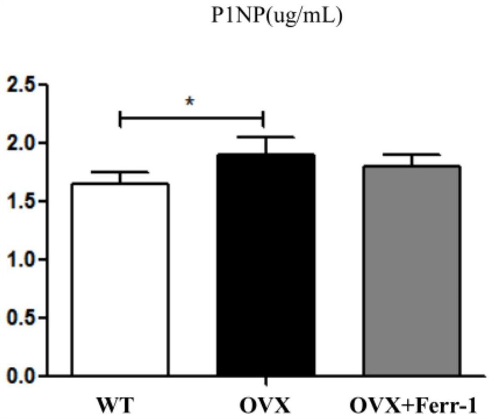 Use of ferrostatin-1 in the treatment of osteoporosis