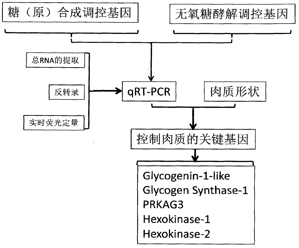 Identification or prediction method of pork quality