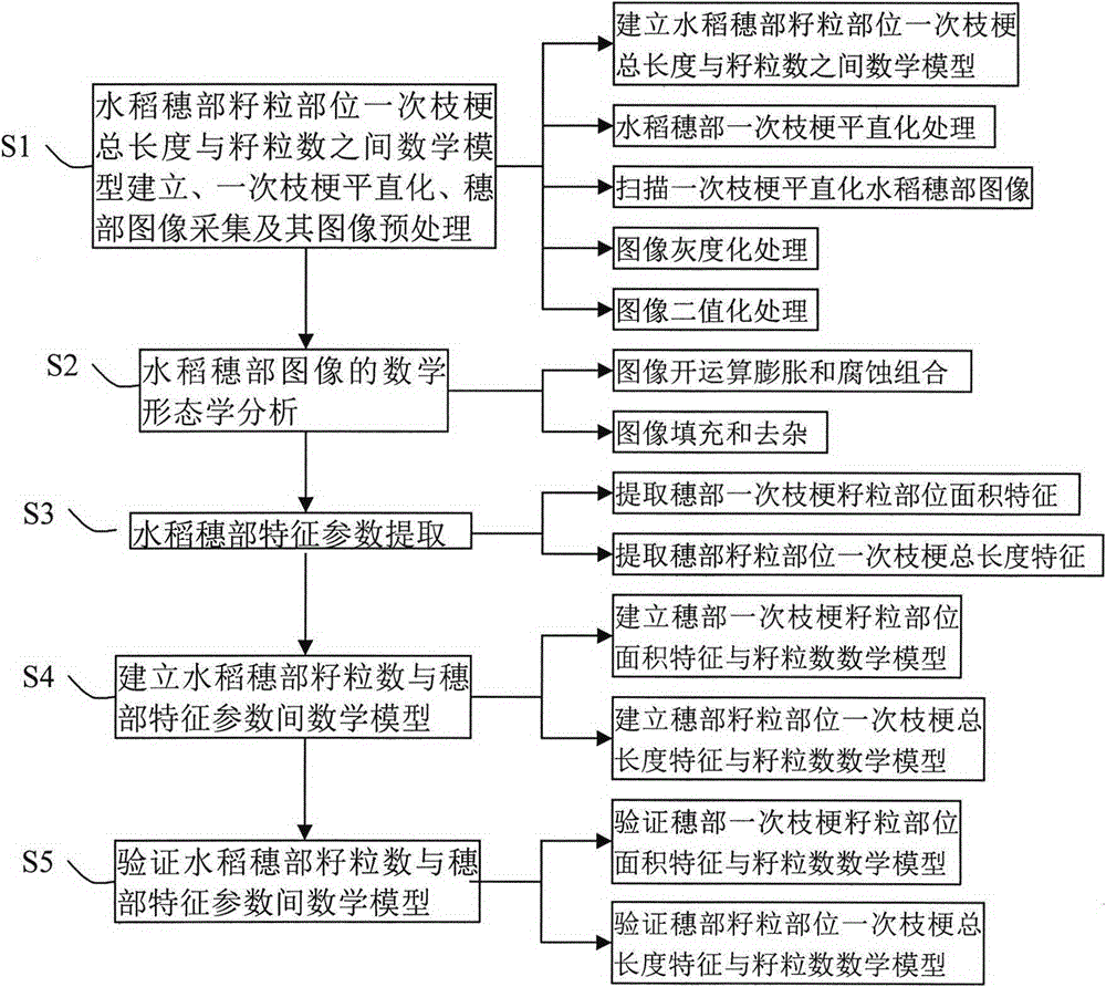 Grain counting method for spike of single rice based on digital image processing technology