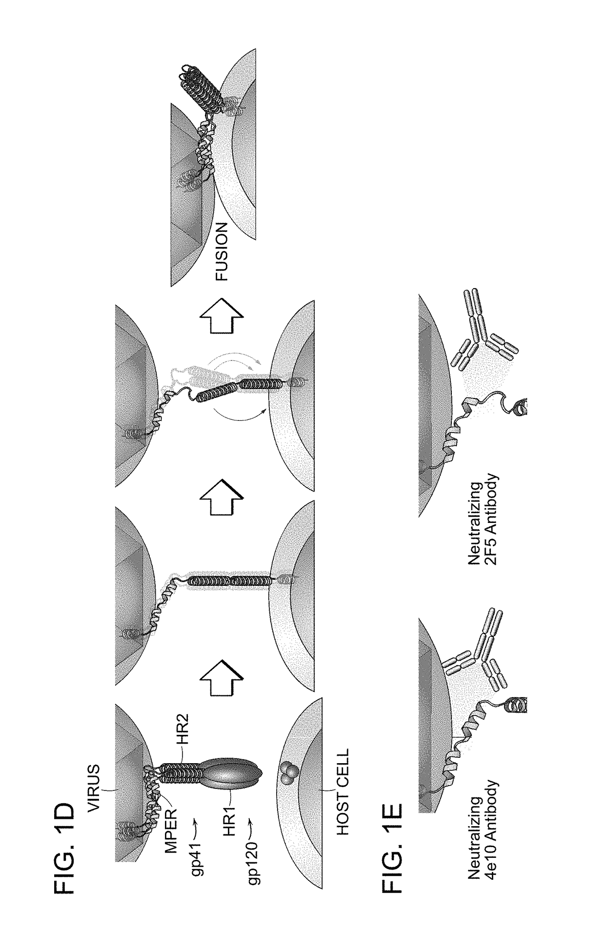 Hydrocarbon stapled stabilized alpha-helices of the HIV-1 GP41 membrane proximal external region