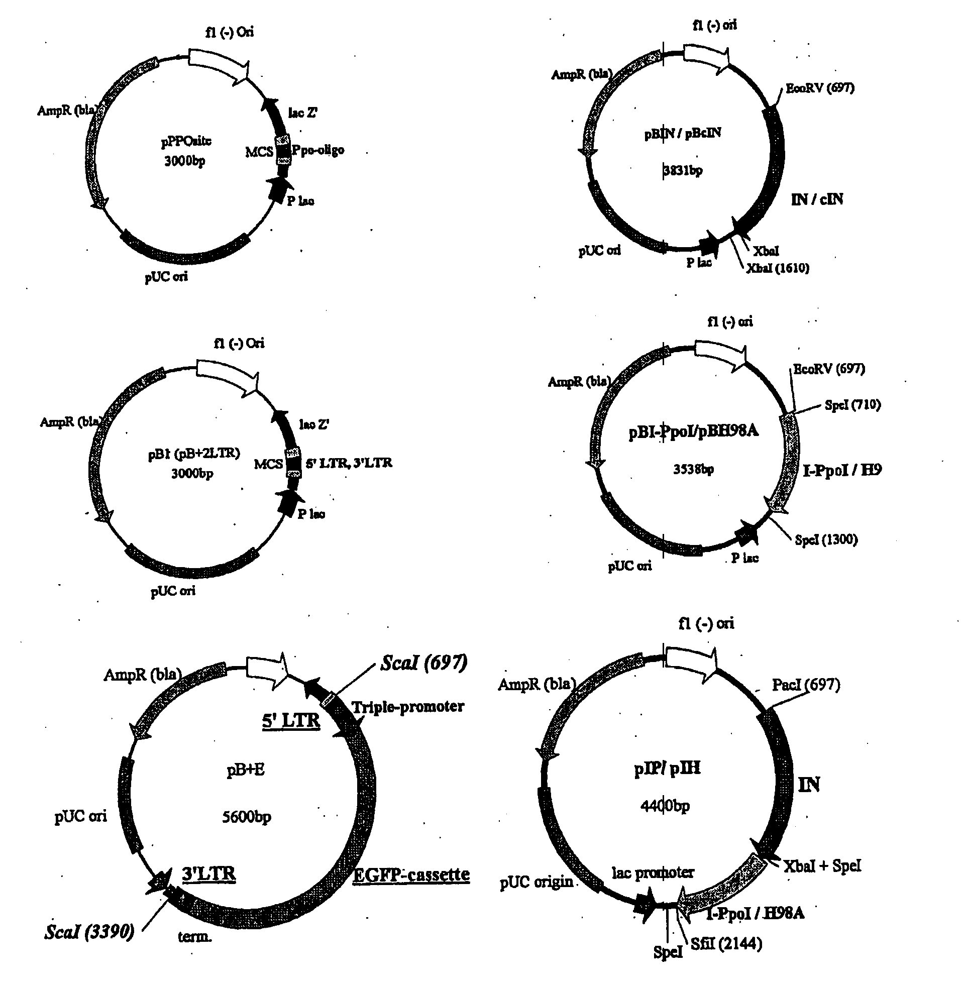 Integrase fusion proteins and their use with integrating gene therapy