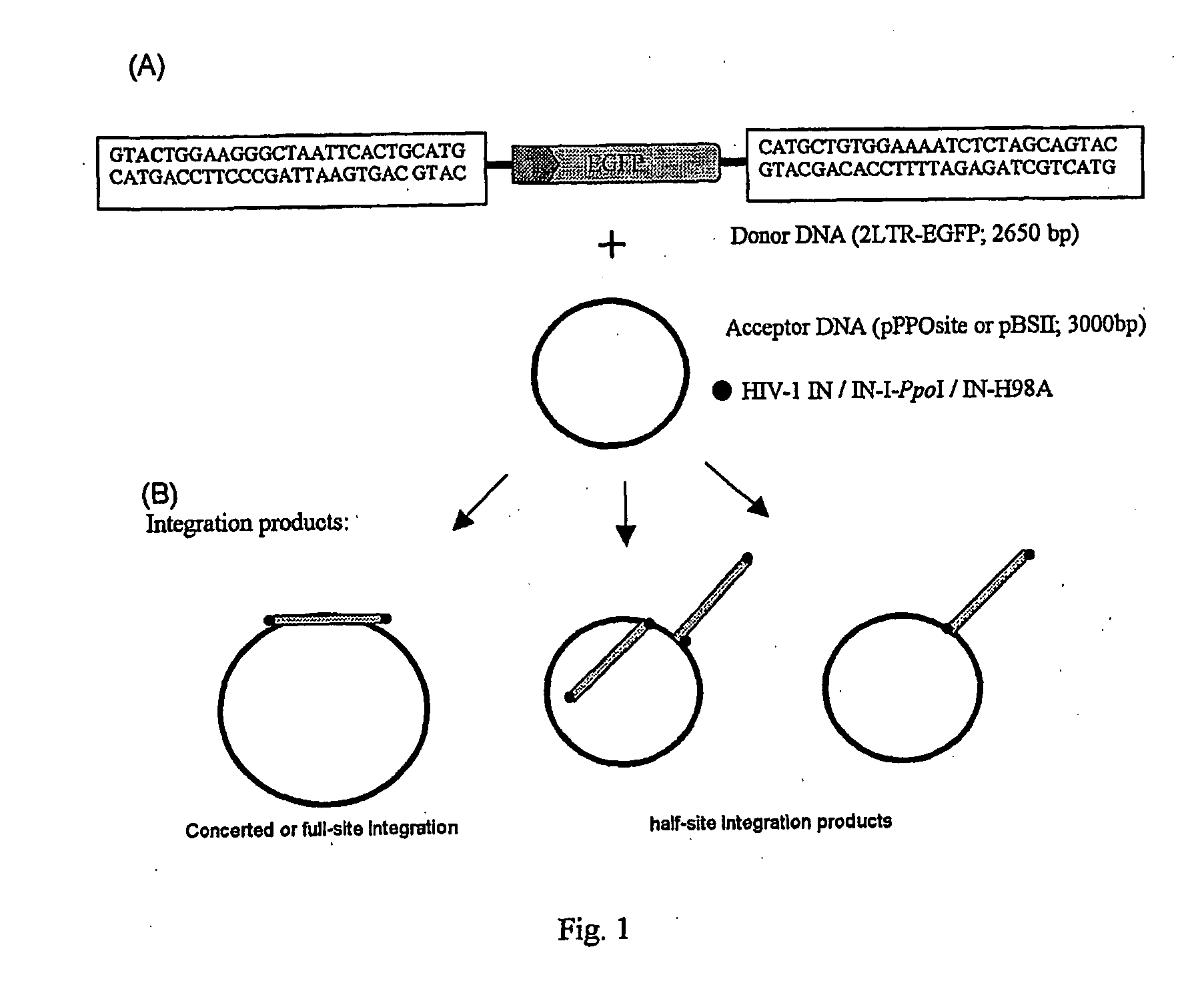 Integrase fusion proteins and their use with integrating gene therapy