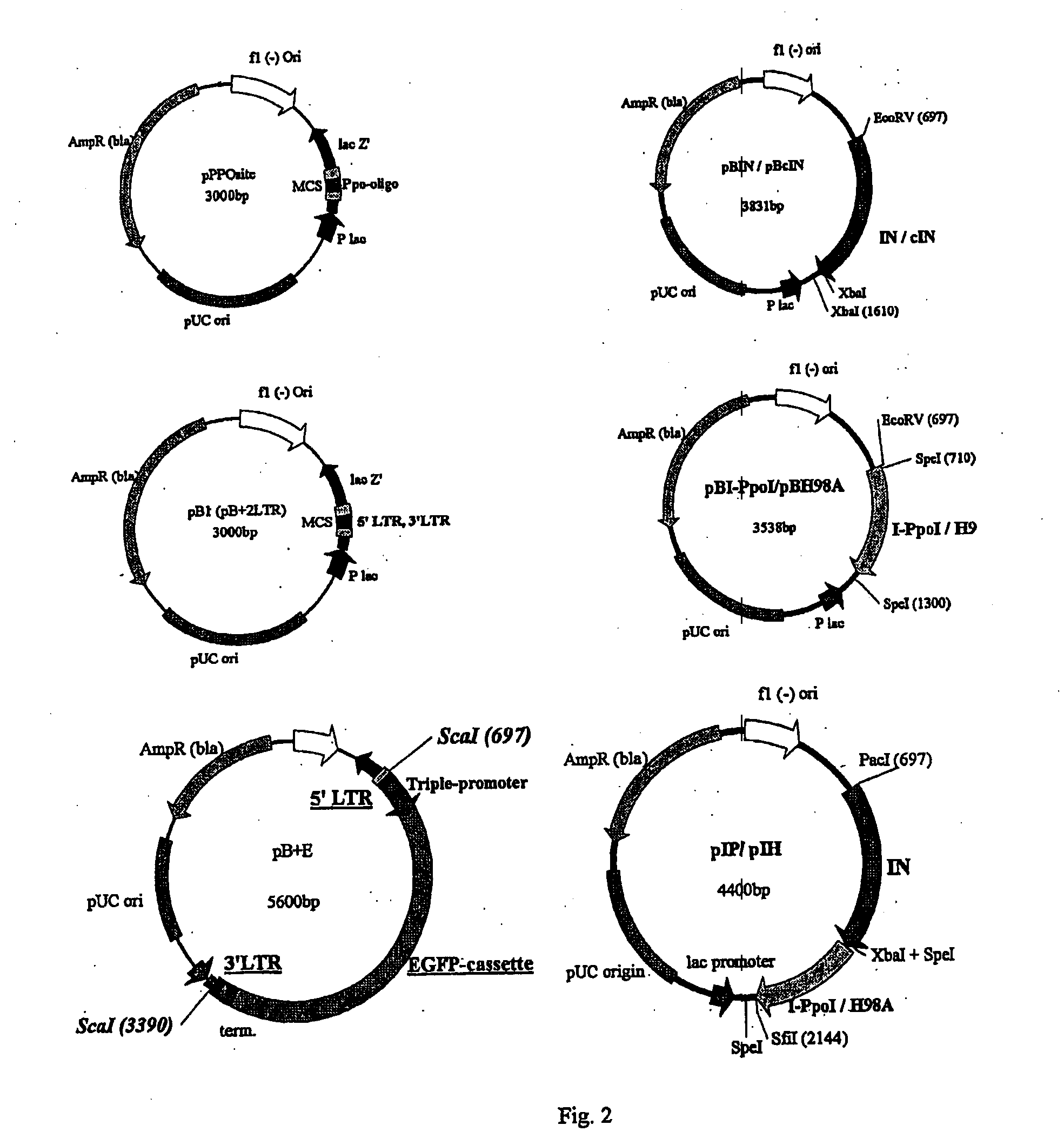 Integrase fusion proteins and their use with integrating gene therapy