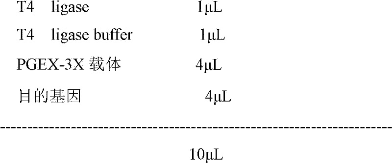 Immune chromatography test strip for detecting cystic echinococcosis and alveolar echinococcosis and preparation method