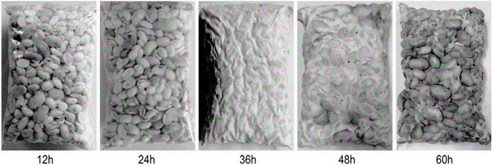 Cereal tempeh product and production method thereof