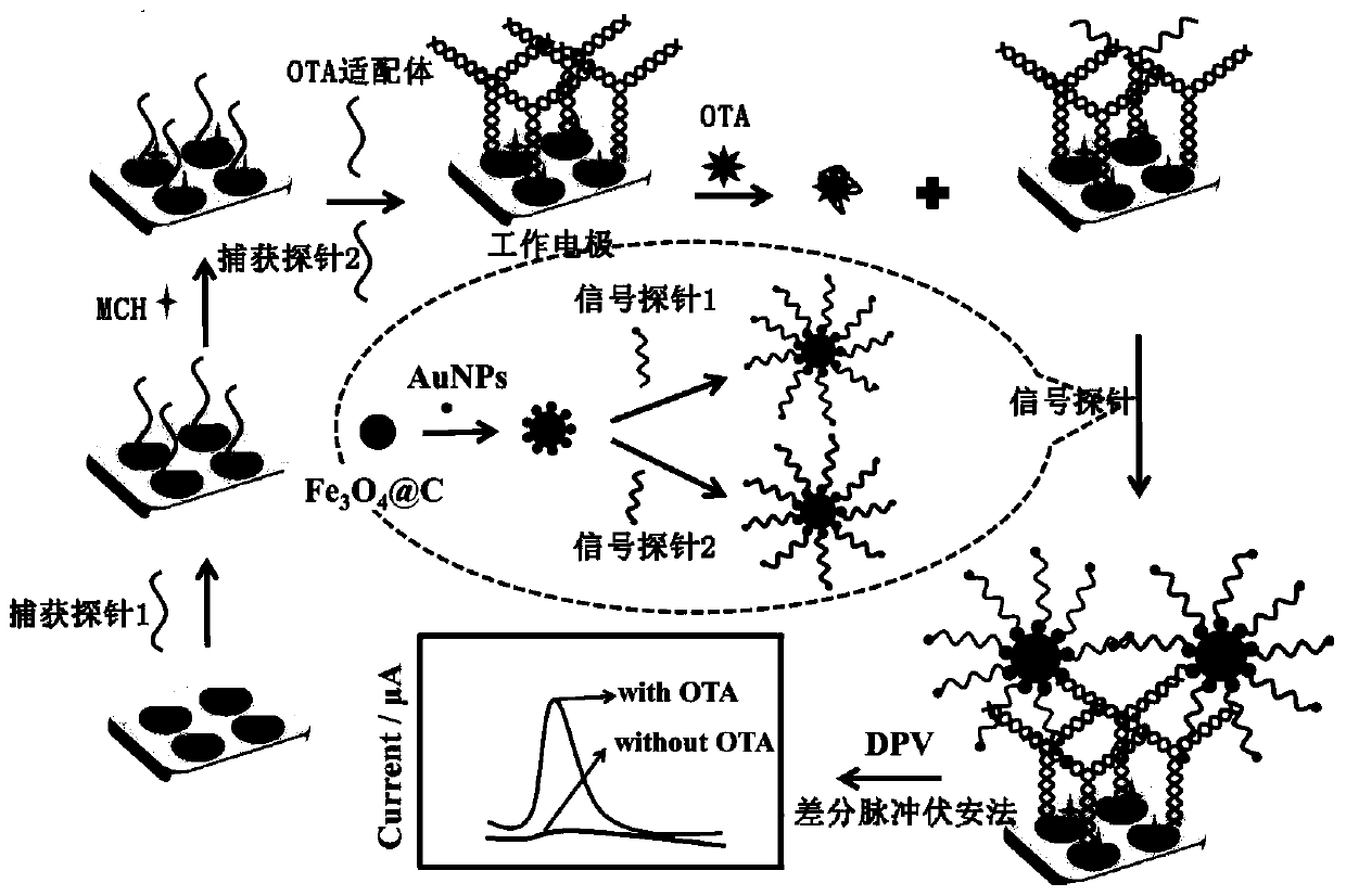 Electrochemical aptamer sensor for quantitatively detecting ochratoxin A and application thereof