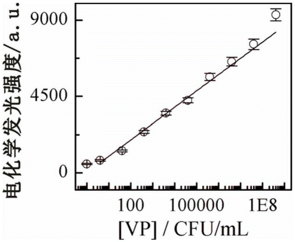 Preparing method and application of sandwich type electrochemical luminescence immunosensor for detecting marine pathogenic bacteria