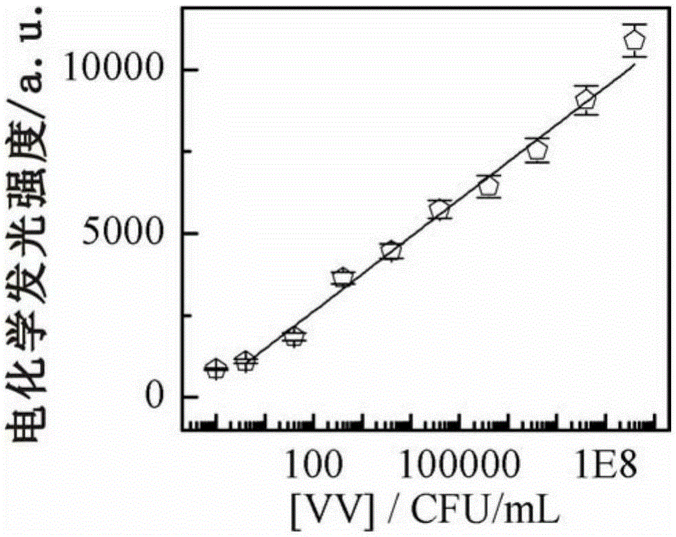 Preparing method and application of sandwich type electrochemical luminescence immunosensor for detecting marine pathogenic bacteria