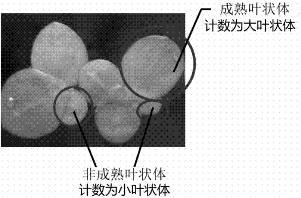 Simple and environmentally friendly method for facilitating high yield of duckweed starch