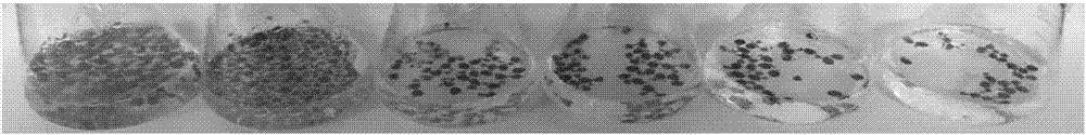 Simple and environmentally friendly method for facilitating high yield of duckweed starch