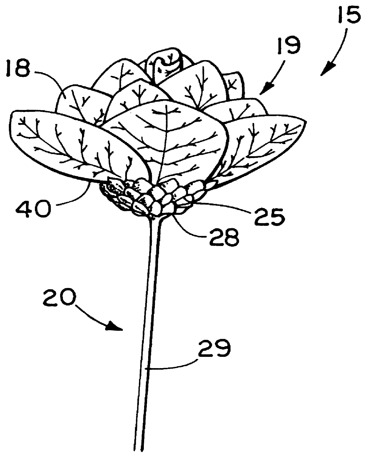 Eucalyptus floral product