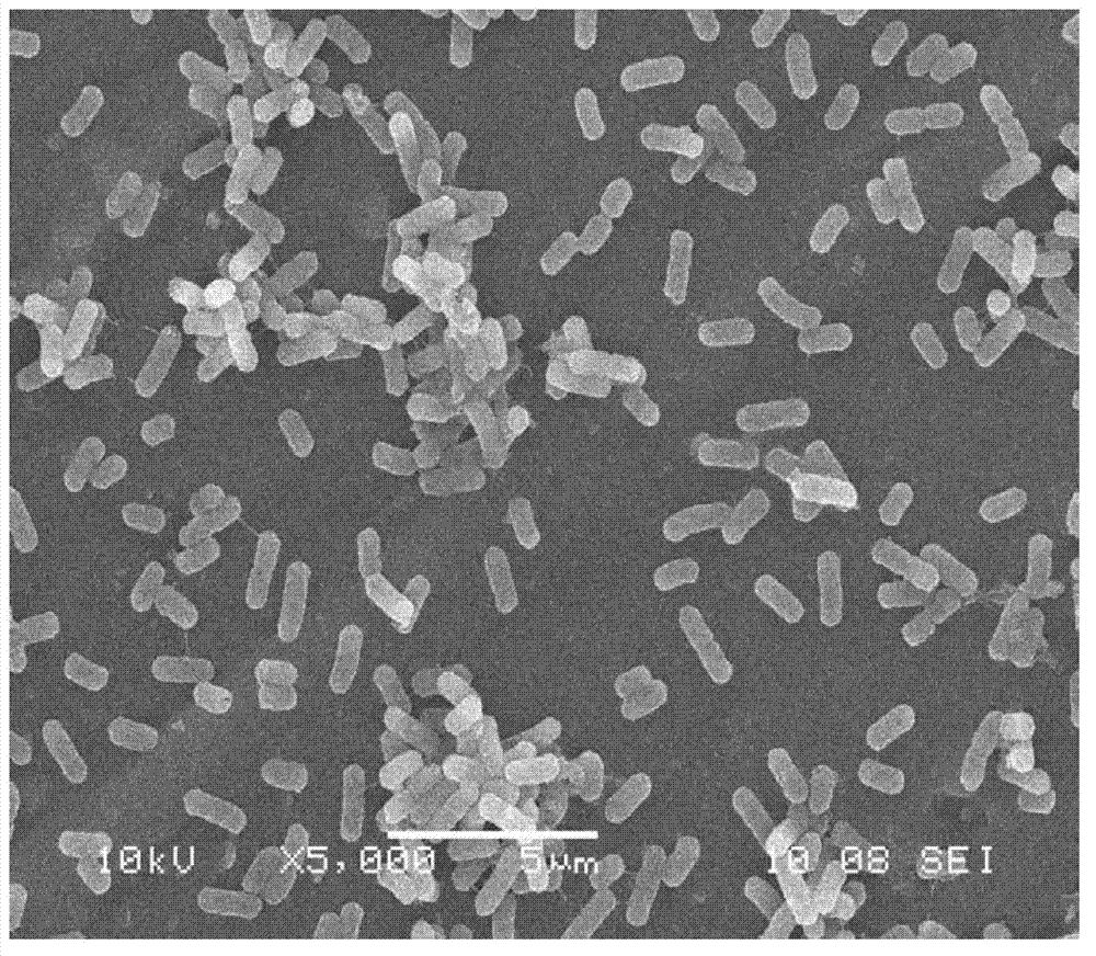 2-methyl-4-chlorophenoxyacetic acid weedicide degrading bacterium se08, and screening method and application thereof