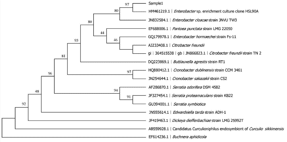 2-methyl-4-chlorophenoxyacetic acid weedicide degrading bacterium se08, and screening method and application thereof