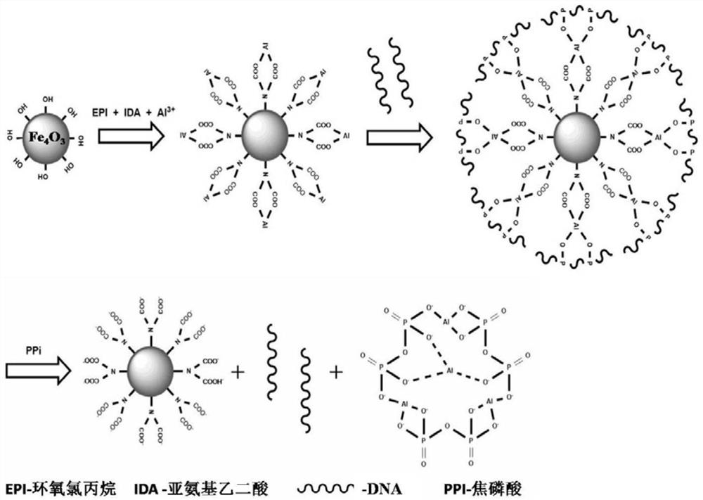 Magnetically responsive DNA separation medium and preparation and use methods thereof