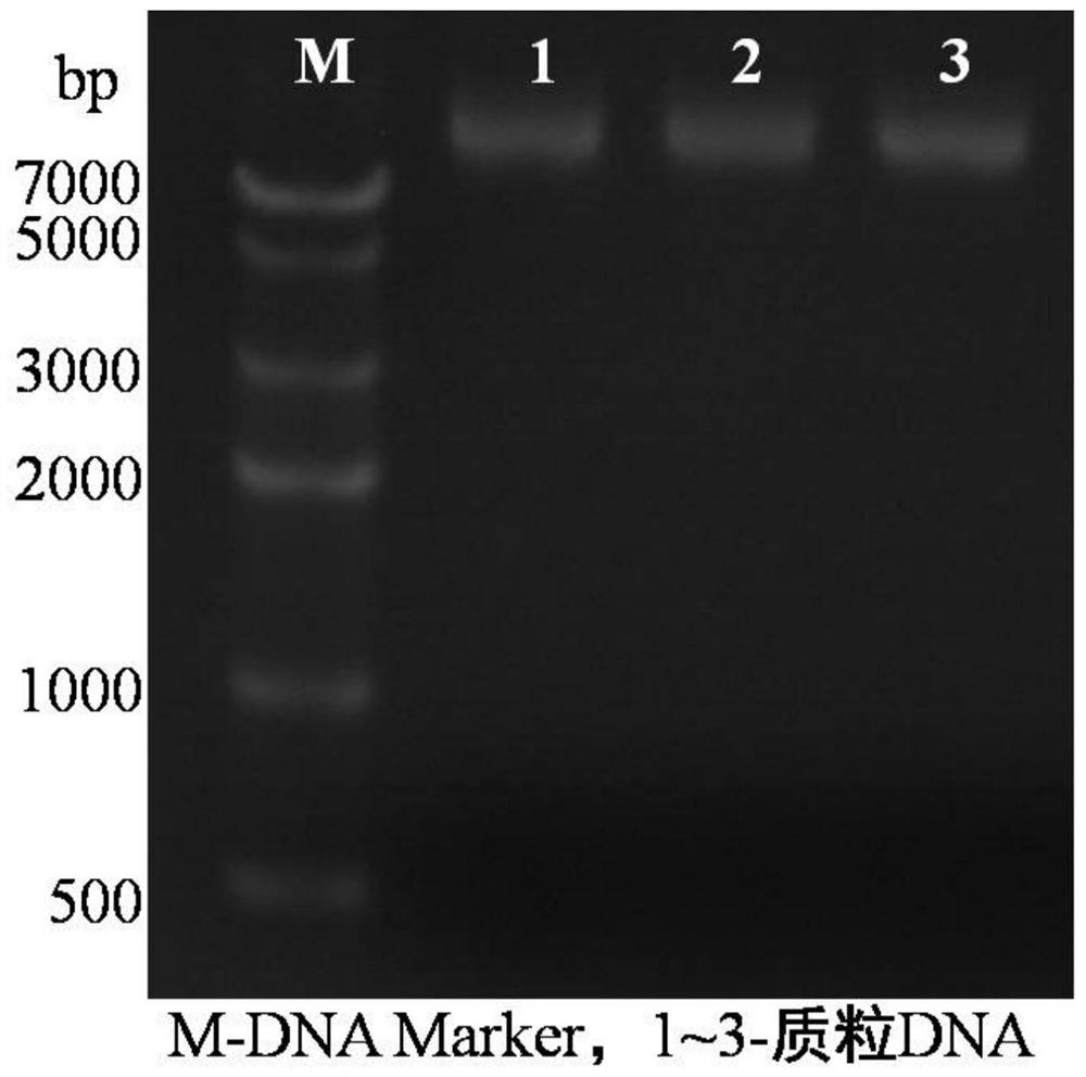 Magnetically responsive DNA separation medium and preparation and use methods thereof