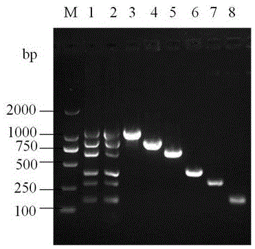 Multi-RT-PCR method for monitoring pollution of six viruses in pig farm environment through one system and application