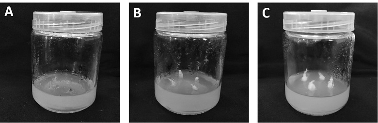 Regeneration and propagation method for optimized fresh ginger virus-free seedlings and development of industrialized flow of optimized fresh ginger virus-free seedlings