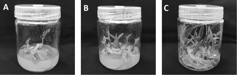 Regeneration and propagation method for optimized fresh ginger virus-free seedlings and development of industrialized flow of optimized fresh ginger virus-free seedlings