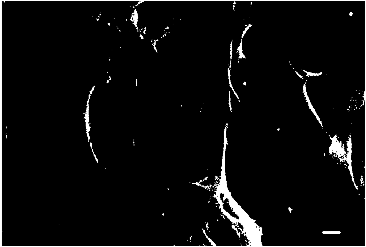 Carboxymethylated cellulose nanofibril and preparation method thereof