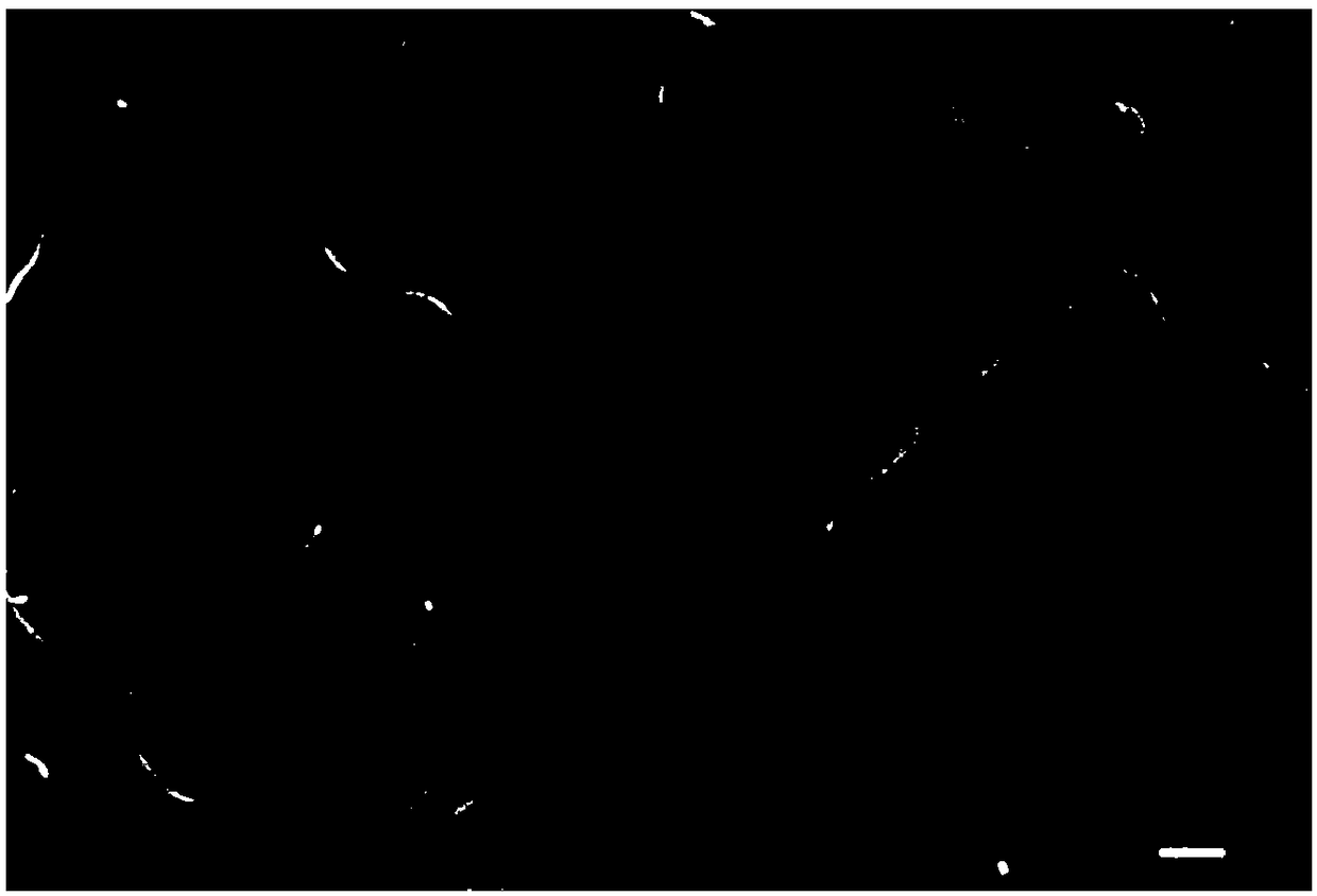 Carboxymethylated cellulose nanofibril and preparation method thereof