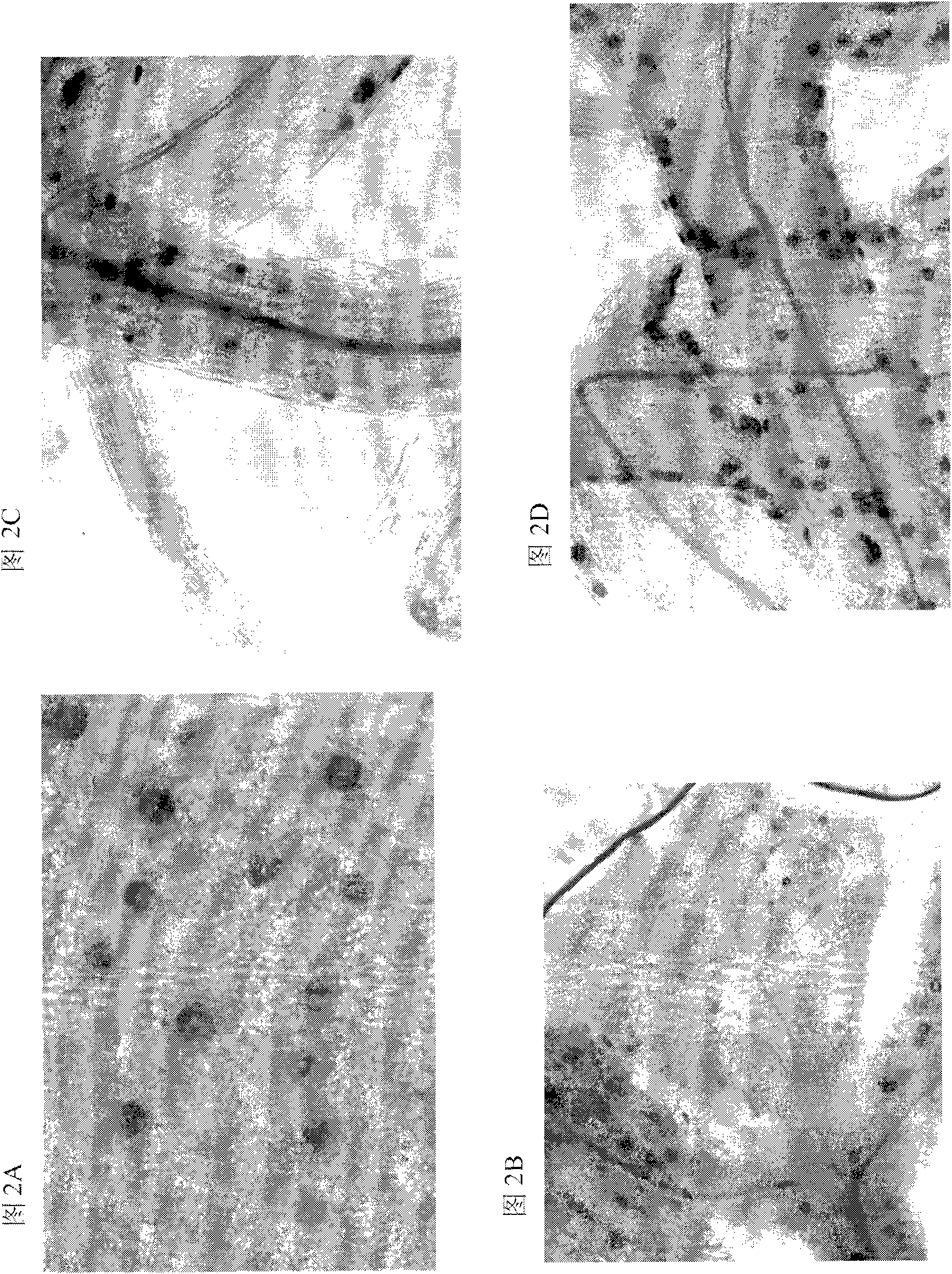 Plant CO2 sensors, nucleic acids encoding them, and methods for making and using them