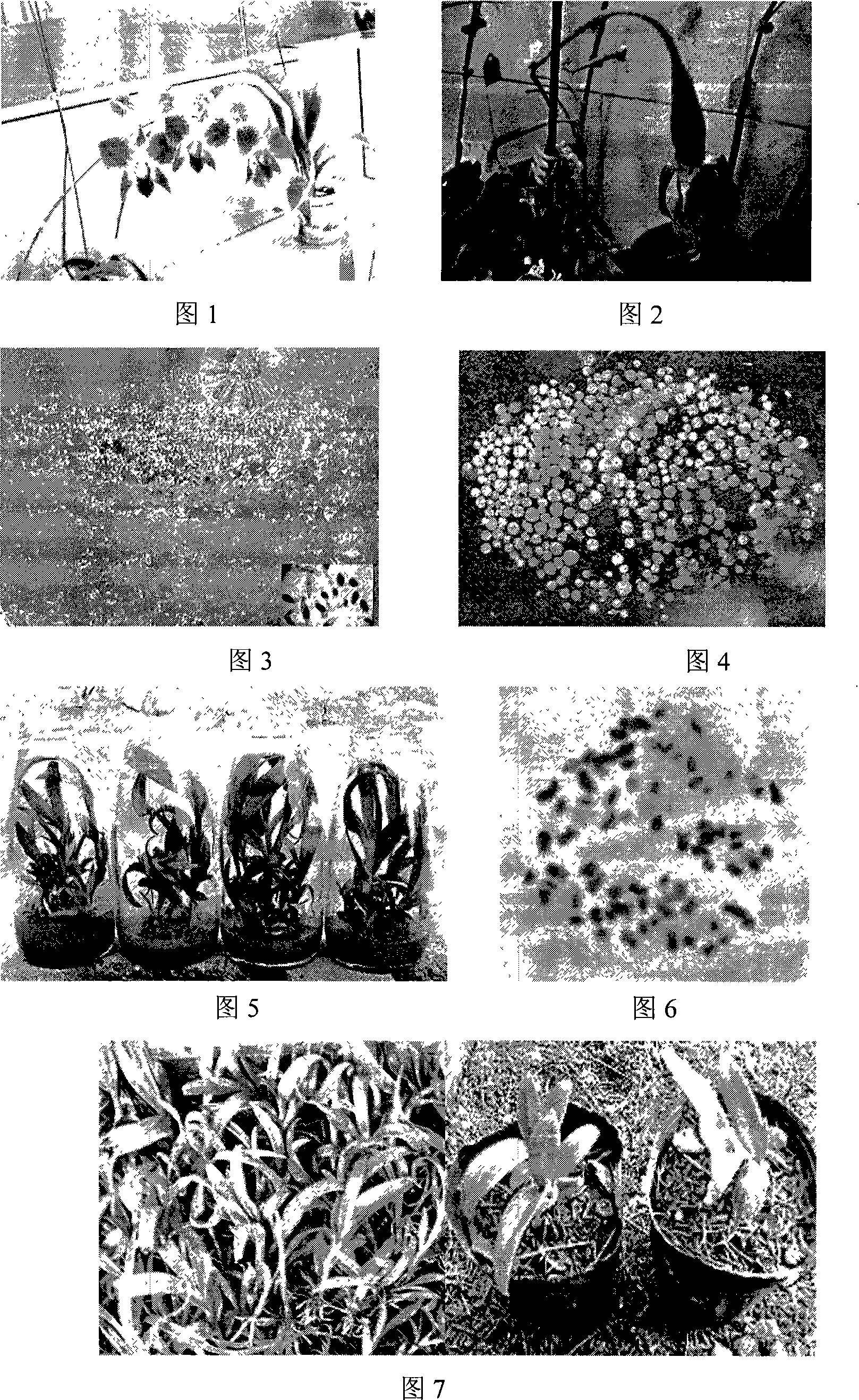 Method for inducing new strain of tetraploid dendrobium with seeds protocorm