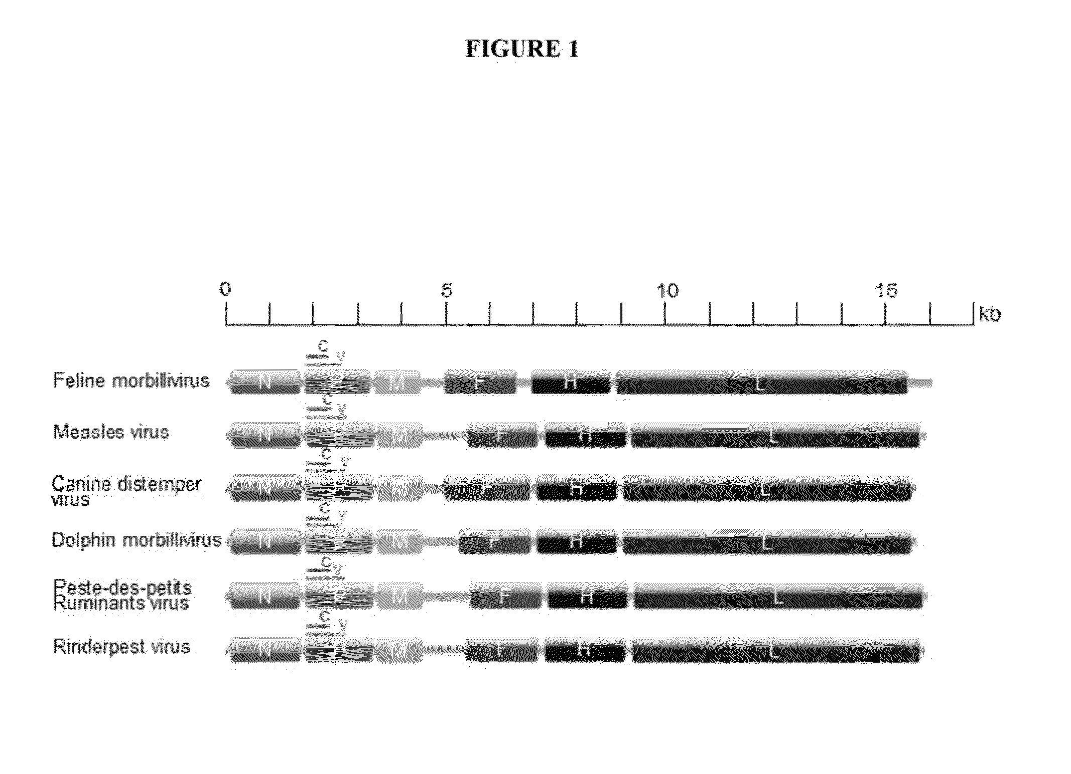 Novel paramyxovirus and uses thereof