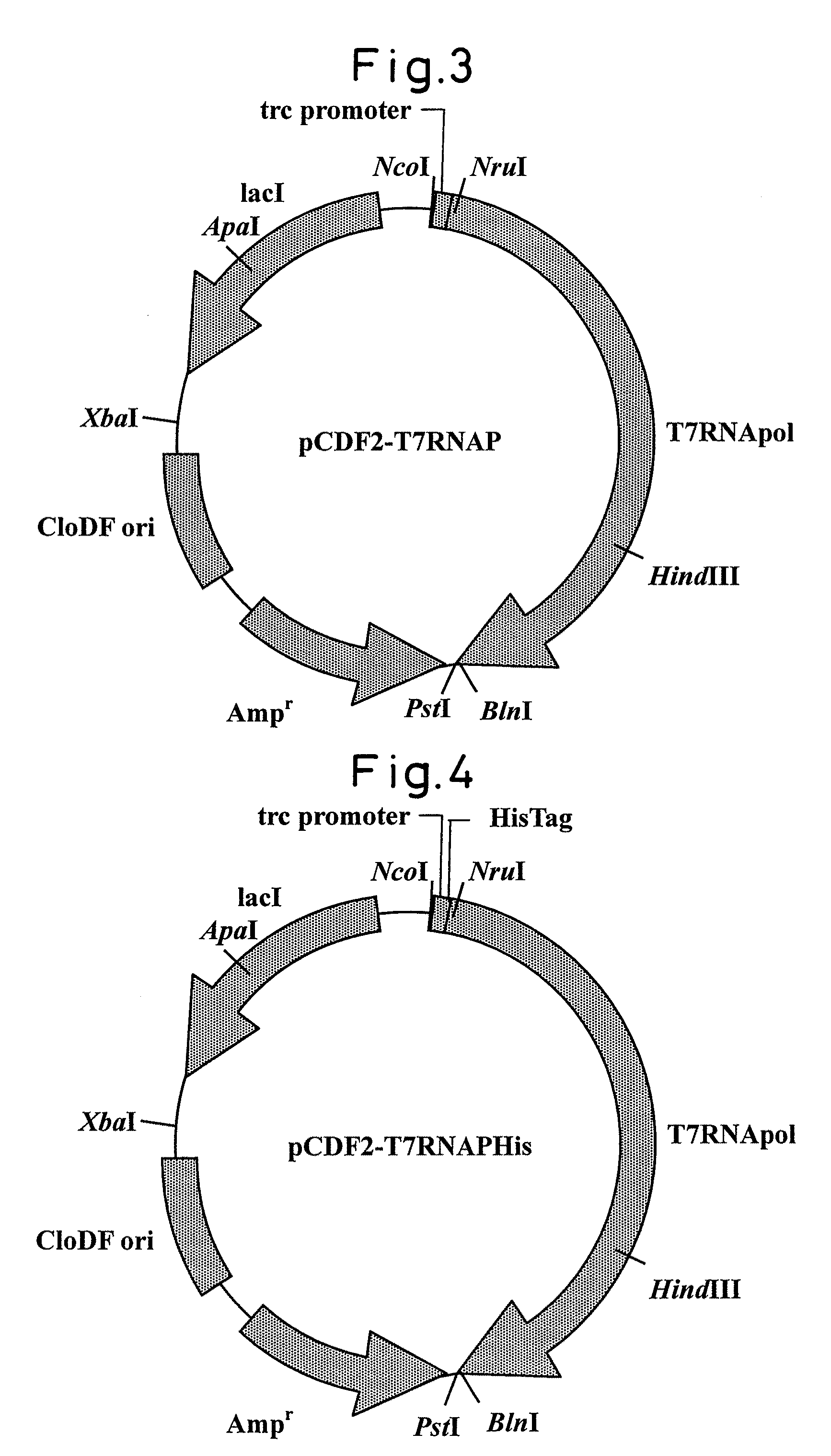 RNA polymerase mutant with improved functions