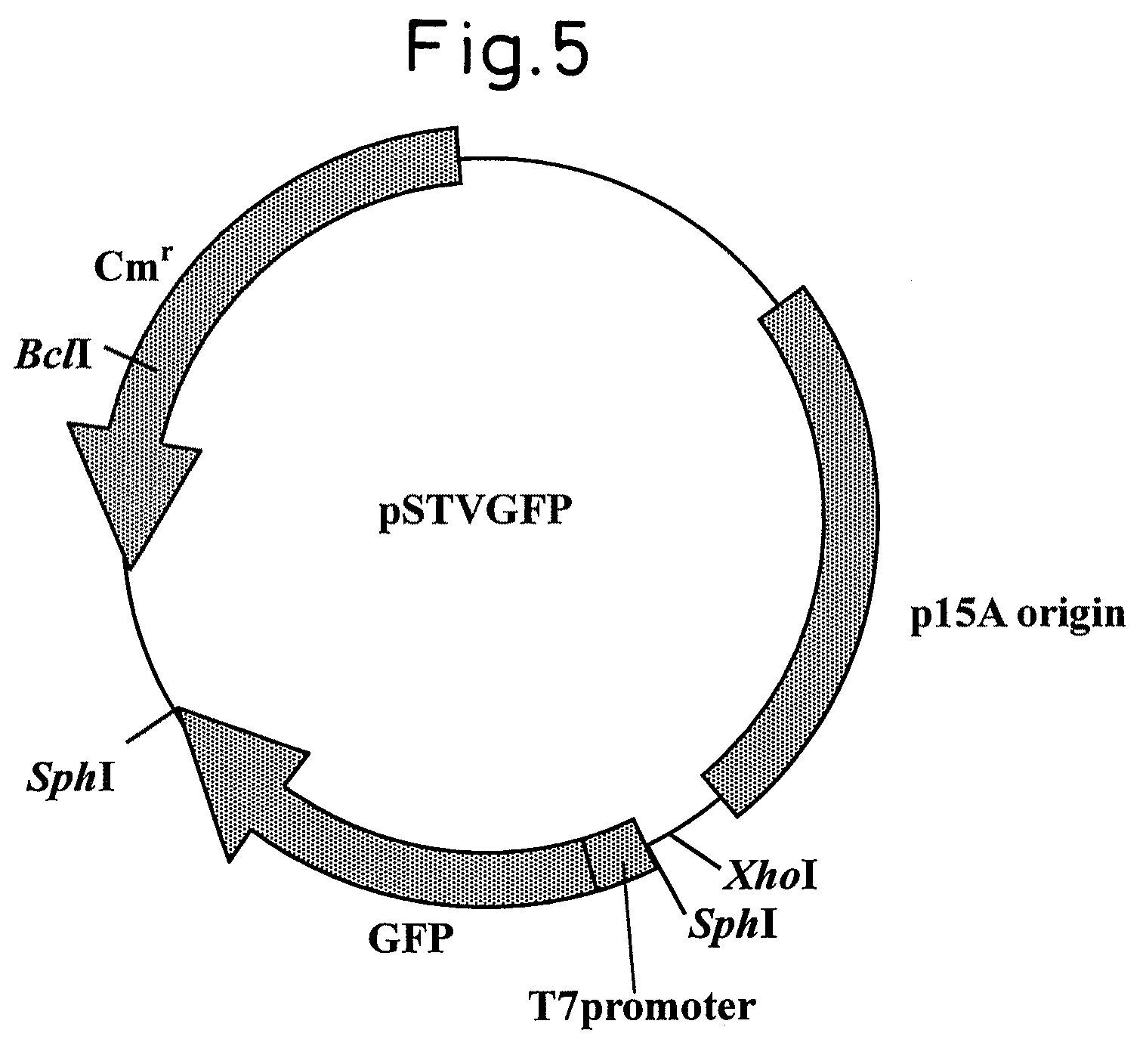 RNA polymerase mutant with improved functions