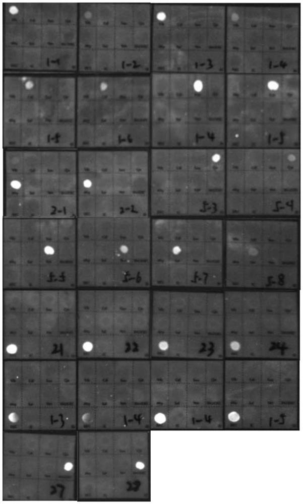 Kit for quantum dot nucleic acid detection of bacterial intestinal pathogen