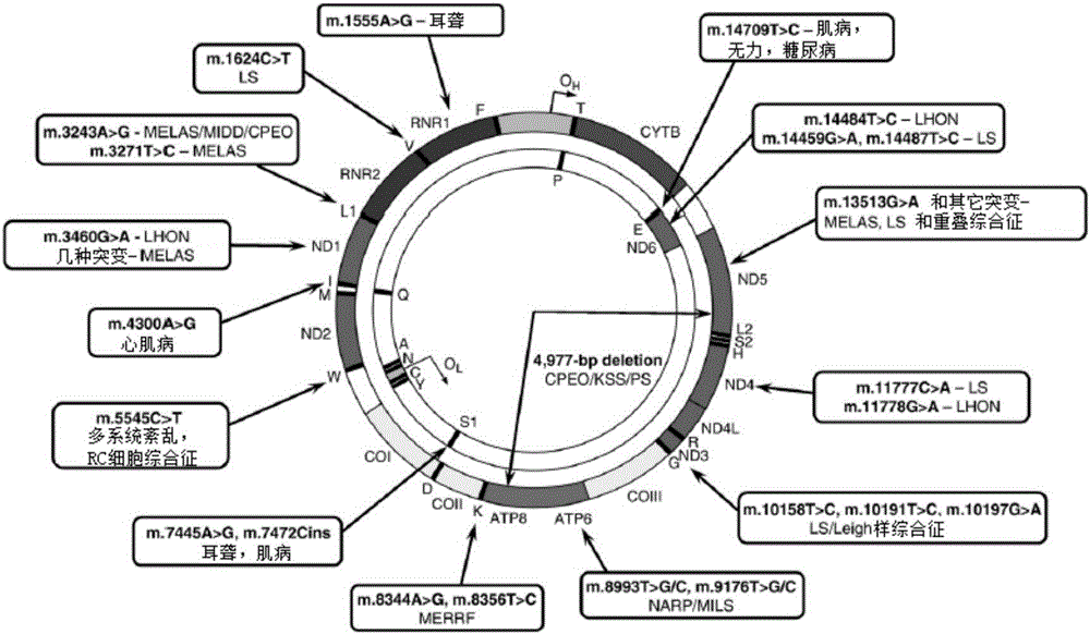 Primer combination and reagent kit for complete mitochondrial genome detection