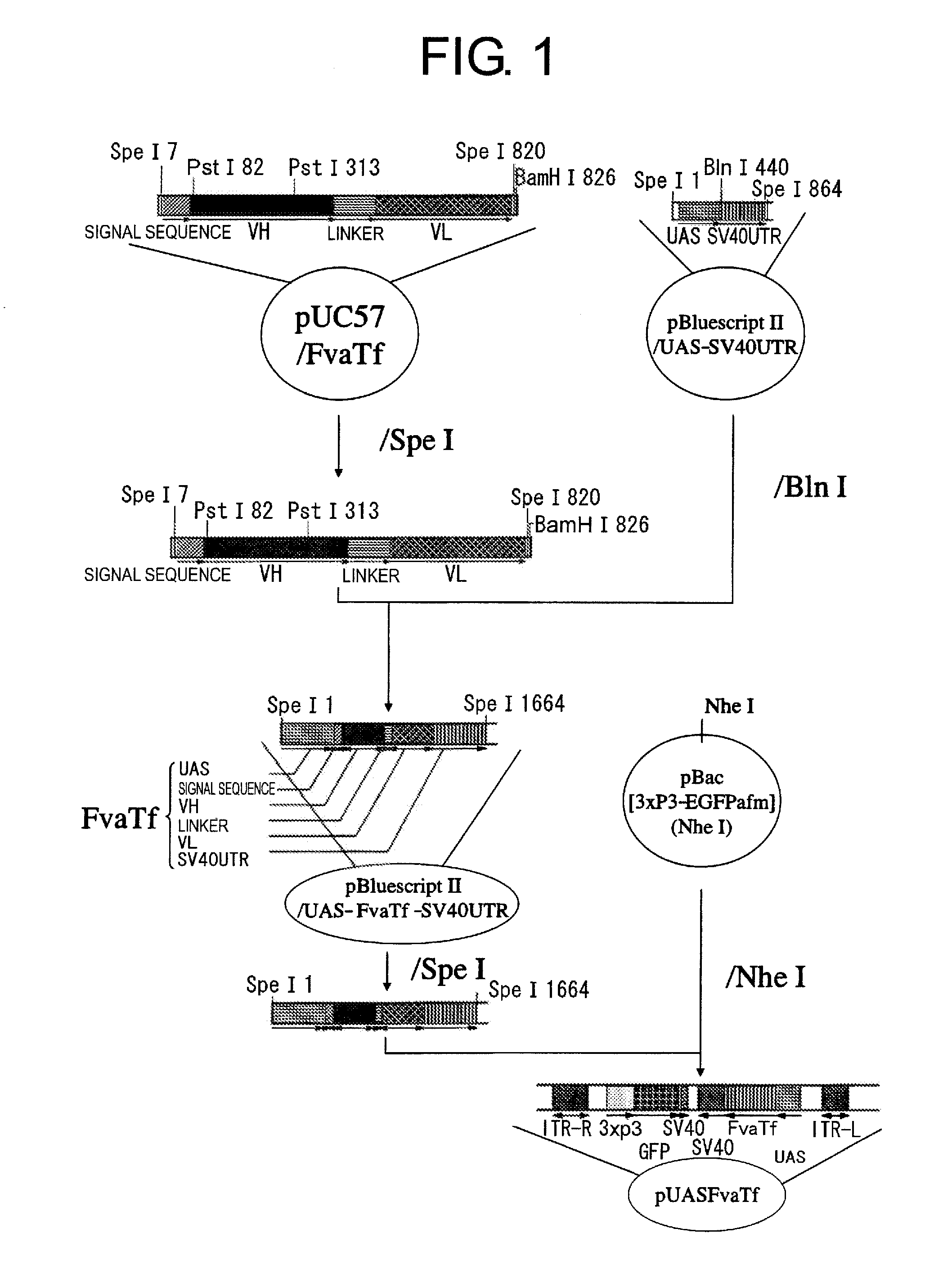 Transgenic silkworm capable of producing antibody and method for production thereof