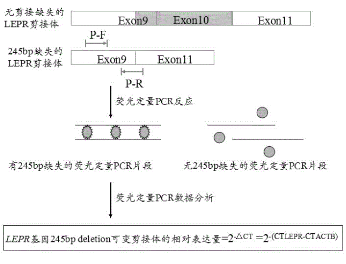 Primer, kit and detection method for detecting 245bp deletion alternative spliceosome of LEPR gene