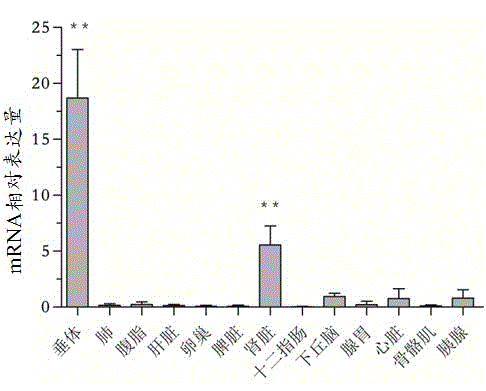 Primer, kit and detection method for detecting 245bp deletion alternative spliceosome of LEPR gene