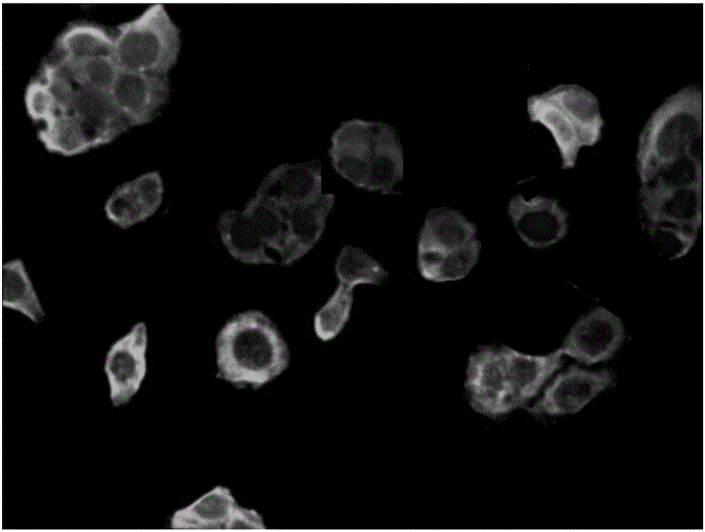 Construction method of expression vector for preparing membrane protein CD14 antibody